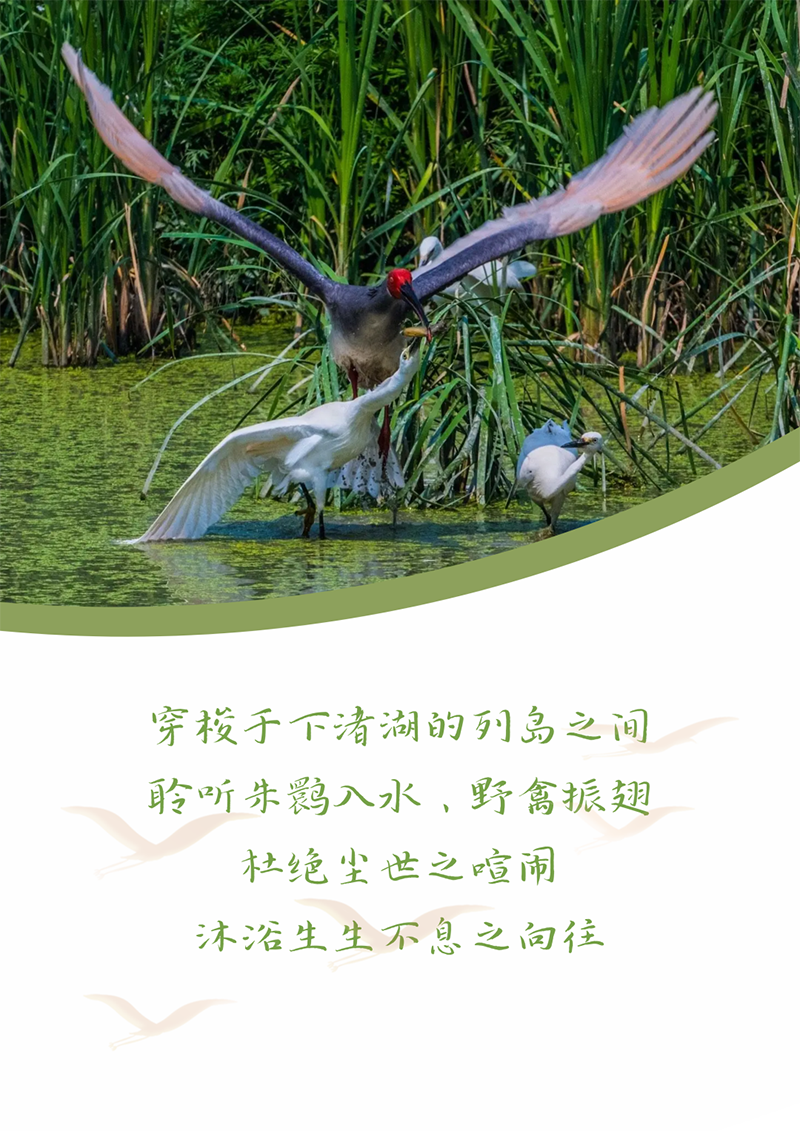 心心念廿 相伴Z6尊龙 | 与德清相约 贺廿载诞辰